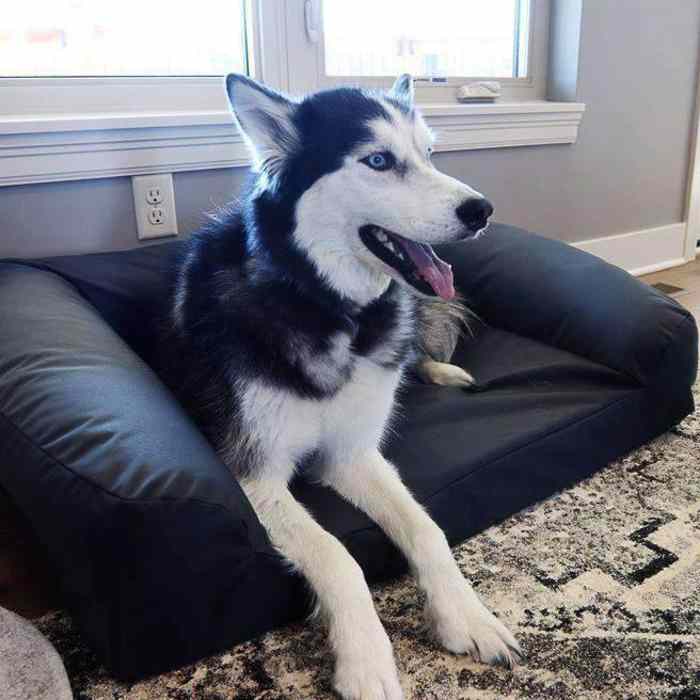 Chew Proof dog bed